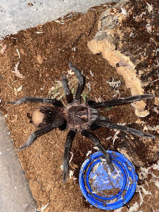 sprzedam mini chodowle