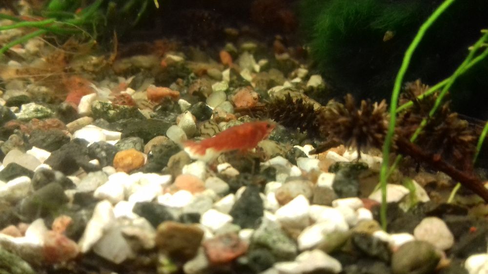 krewetka red cherry sakura