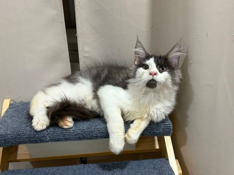 Macho  Maine Coon com pedigree
