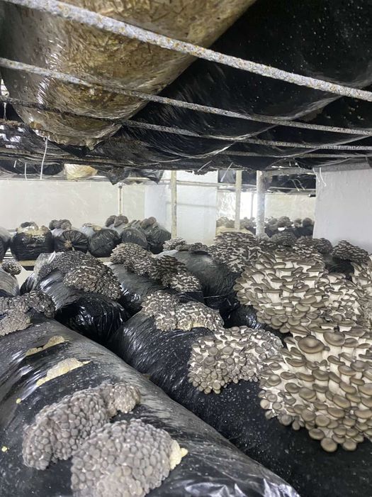 Продаю гриби глива