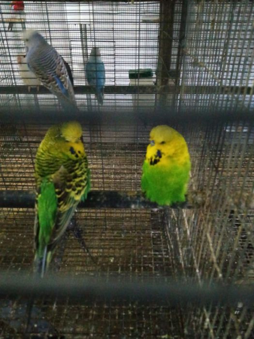 Periquitos Ingleses