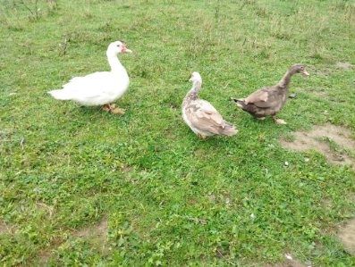 Sprzedam kaczki i kaczory