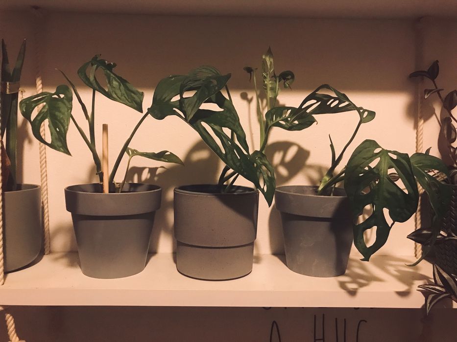 Monstera monkey mask