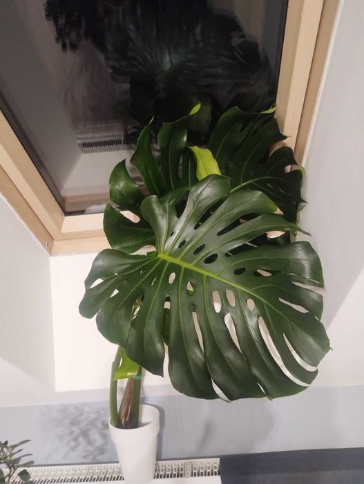 Monstera szczyt kwiat domowy
