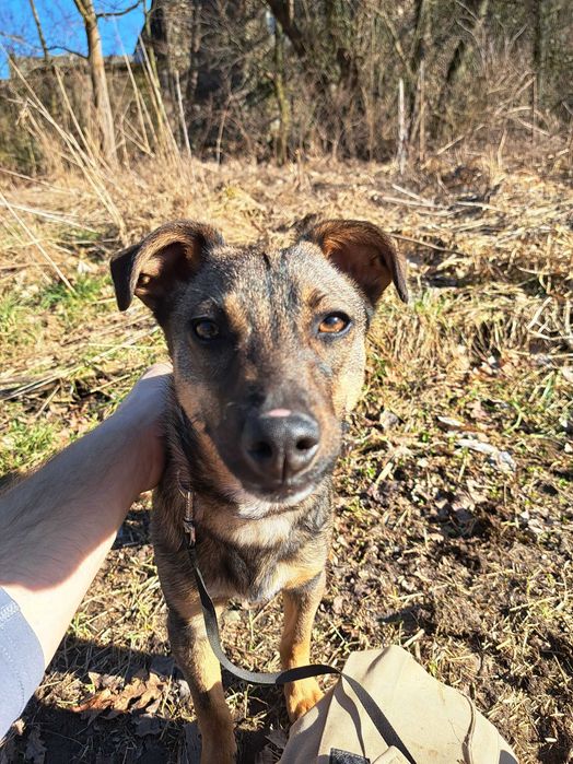 Inka, suczka do adopcji