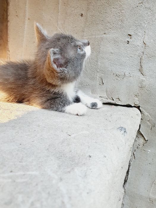 Дівчинка, віддаємо кошеня!