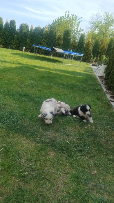Border Collie piesek czarno biały