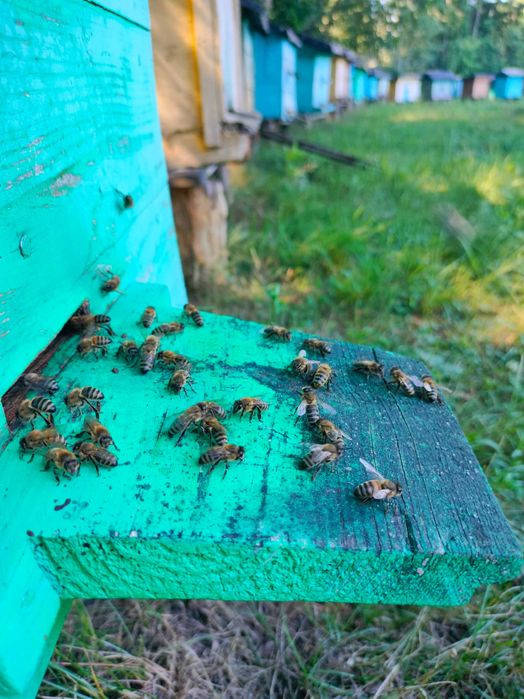 Мед лісове різнотрав'я(цьогорічна відкачка) серпень 2025