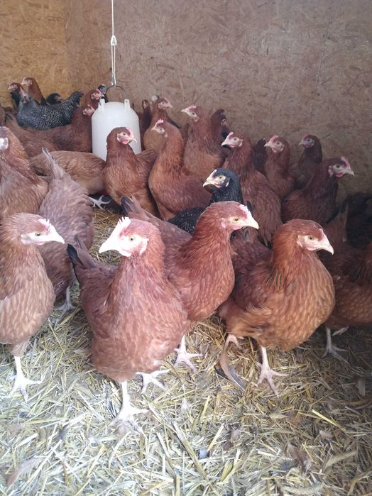 Kury rosa 16 tygodni