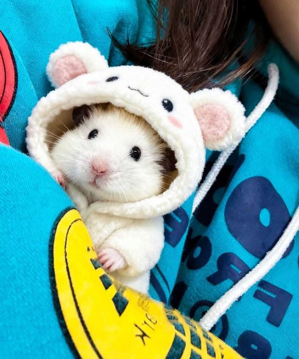 Ratinhos e hamesteres