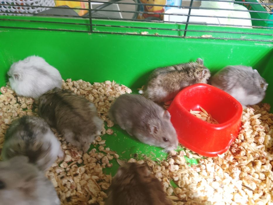 Джунгарский хомяк