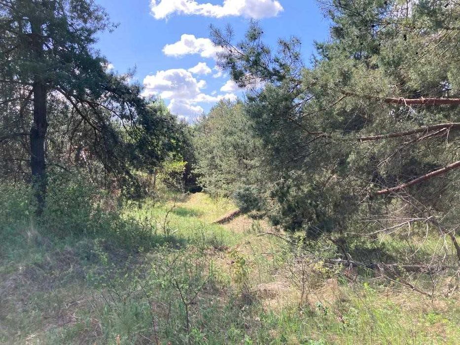 Działka rolna 3,24ha Ruda, gmina Korczew, Nadbużański Park Krajobrazowy - Widok 5