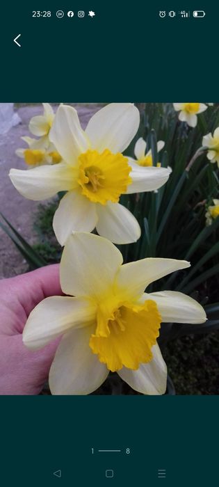 Нарцис жовтий, цибулини, луковица нарцыса