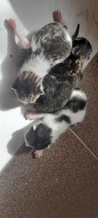 Кошенята, кошеня