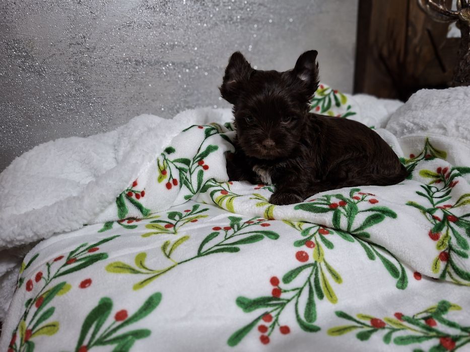 York piesek śliczny