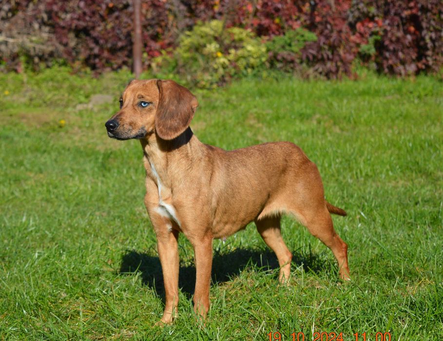 Młoda sunia Pinie szuka domu