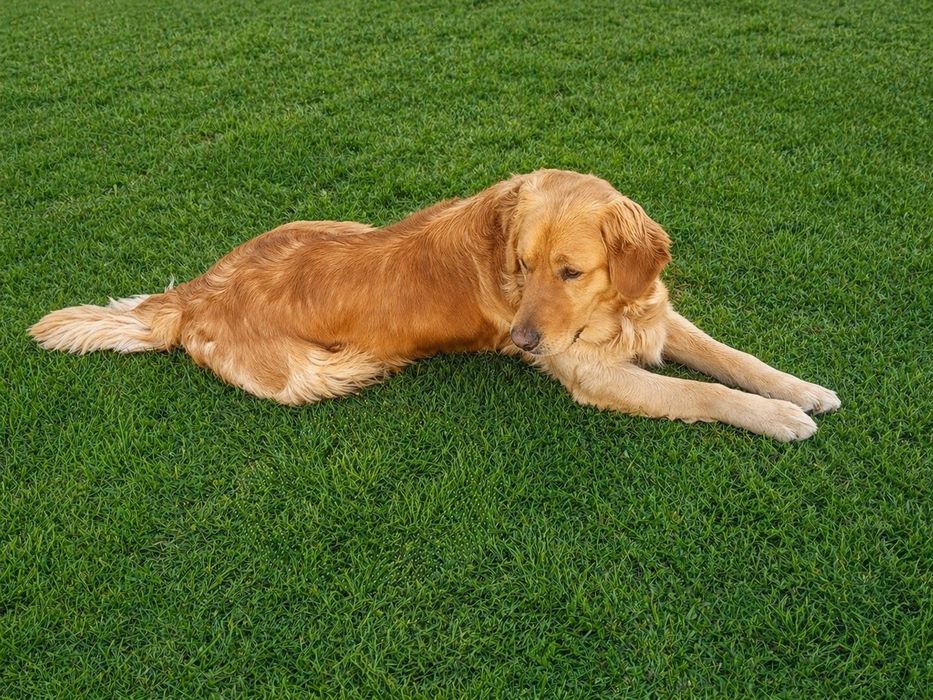 Golden retriever
