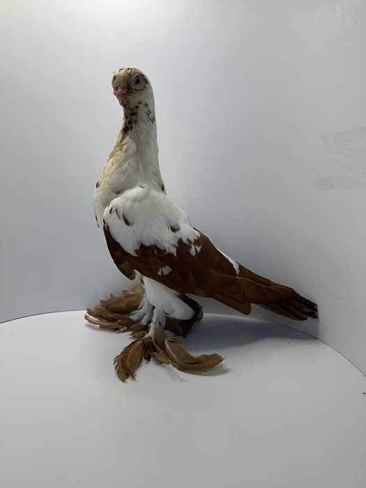 Motyl warszawski czerwony samiec 2025r.