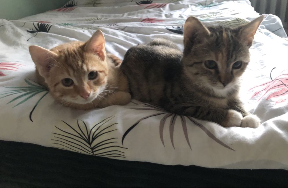 Oddam kotki w dobre ręce !!!