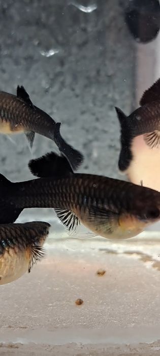 Gupiki full black czysta linia dorosłe samiec i 5 samic