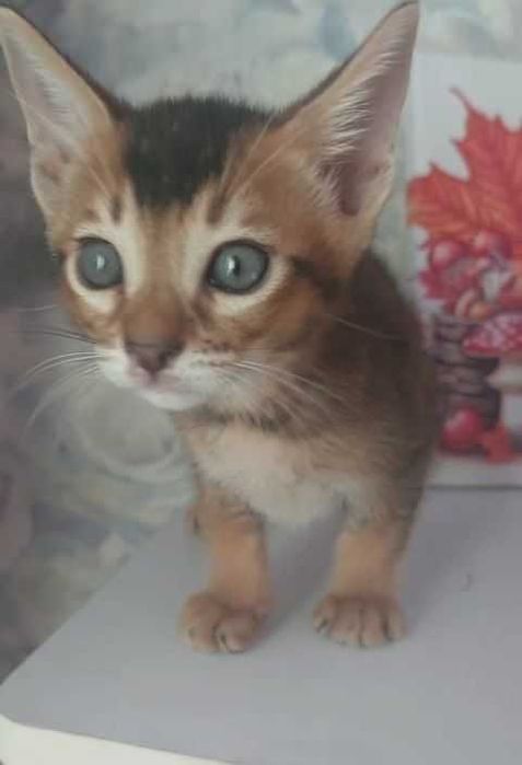 Продам котенка аббисинца