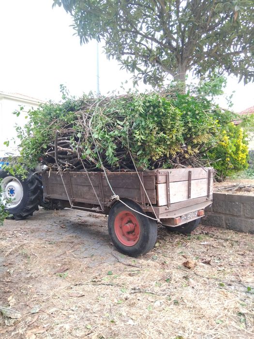 Serviços agrícolas