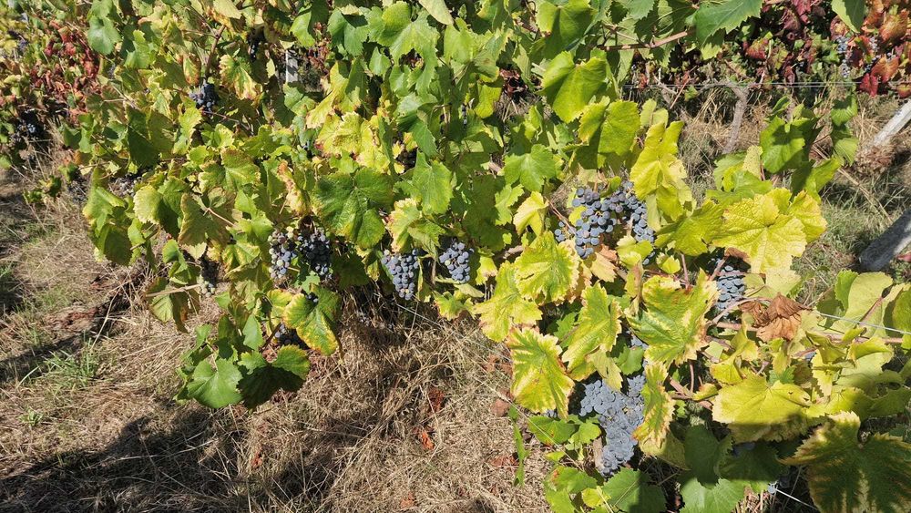 Venda de uvas, espadeiras