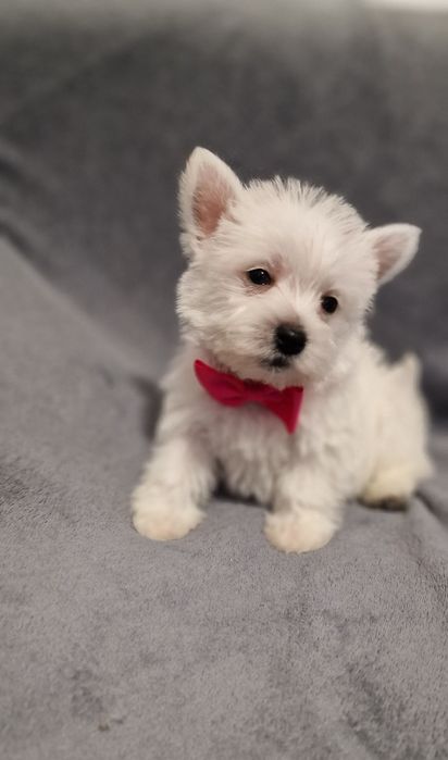 West Highland White Terrier Piesek