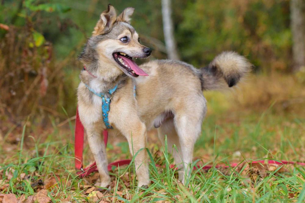 Sajlek - radosny promyczek