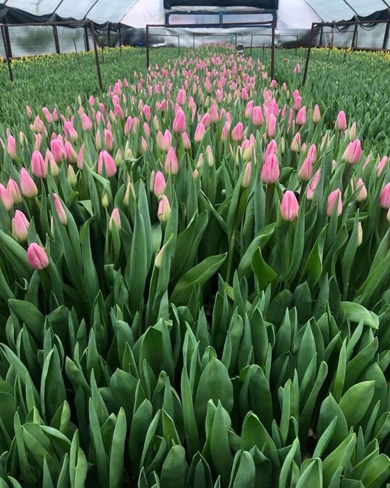 Тюльпан опт и розница к  14 февраля и 8 марта!