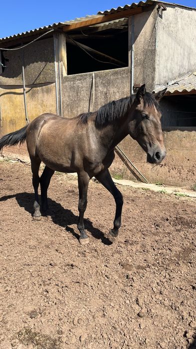 Egua puro sangue lusitano 1 ano