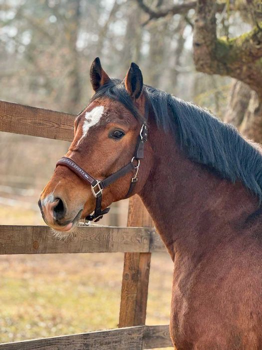 Wałach 4-letni pod siodło i zaprzęg