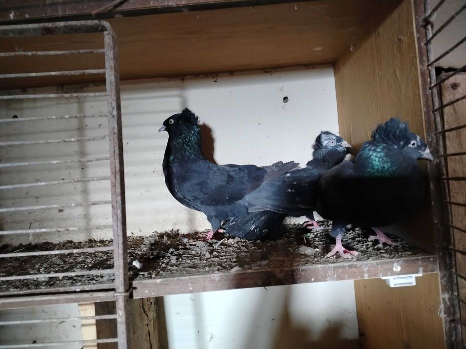 Gołębie krymki i gdańskie