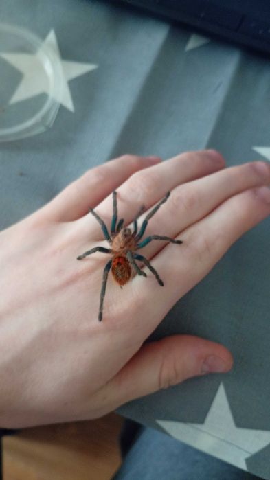 Chromatopelma cyaneopubes