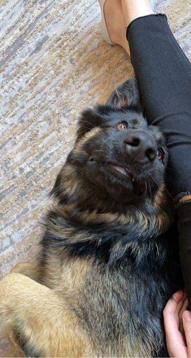 Szukamy nowego domu dla psow