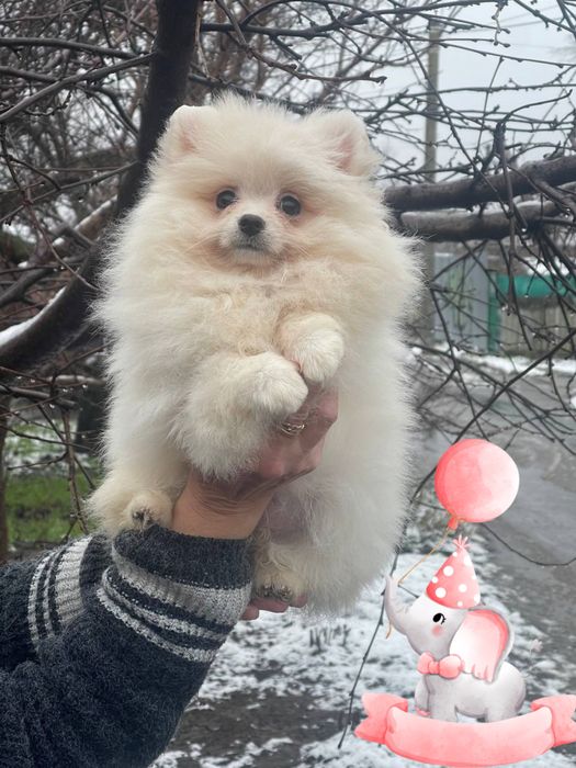 Куколка! Девочка померанский шпиц!