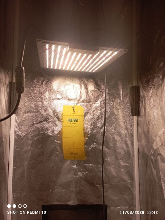 Tenda pra cultivo de Tomates InDoor
