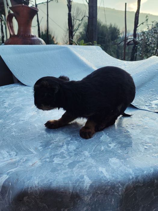 Cãezinhos para adotar
