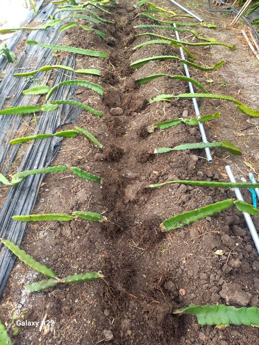 Pitayas/Mudas/Enraizadas - American Beauty e Undatus