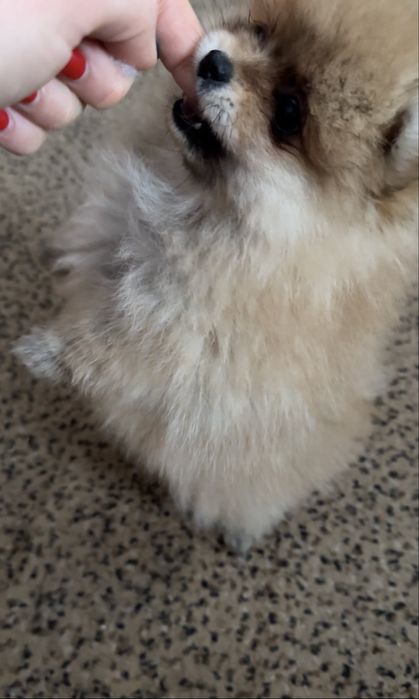 Крихітна Дівчинка померанського шпіца