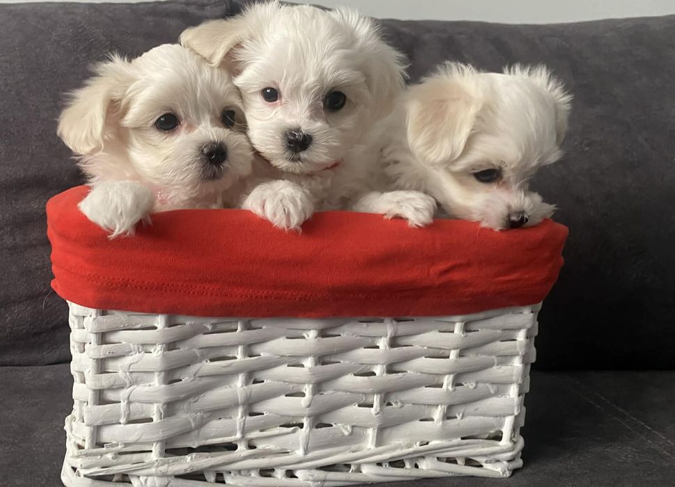 Szczeniak Maltańczyka