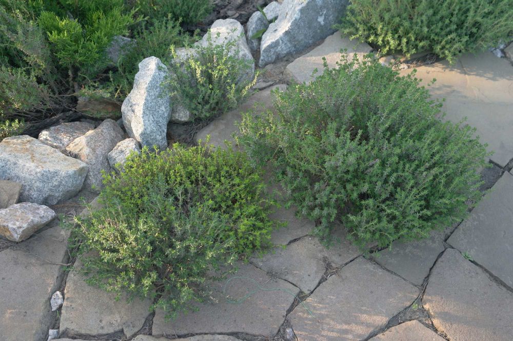 Гидролат мяты, лаванды, тимьяна, шалфея, мелиса, можевельник 100мл