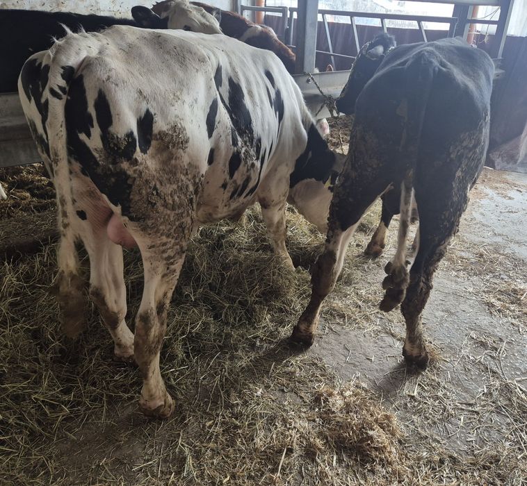 Roczne byki na doplaty