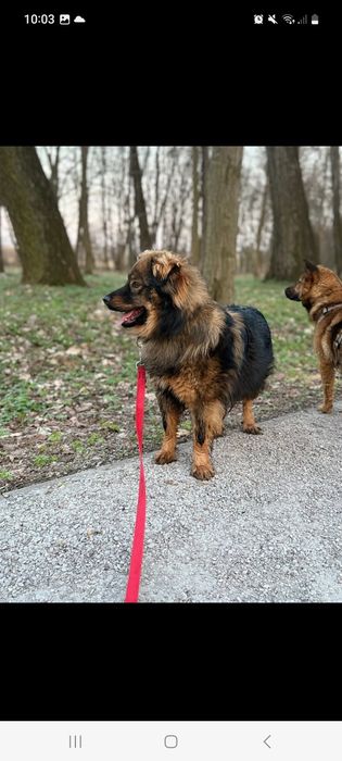 Mushu roczny super pies do adopcji