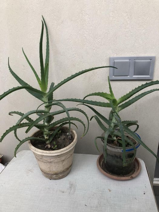 Алоэ древовидный (лечебный)