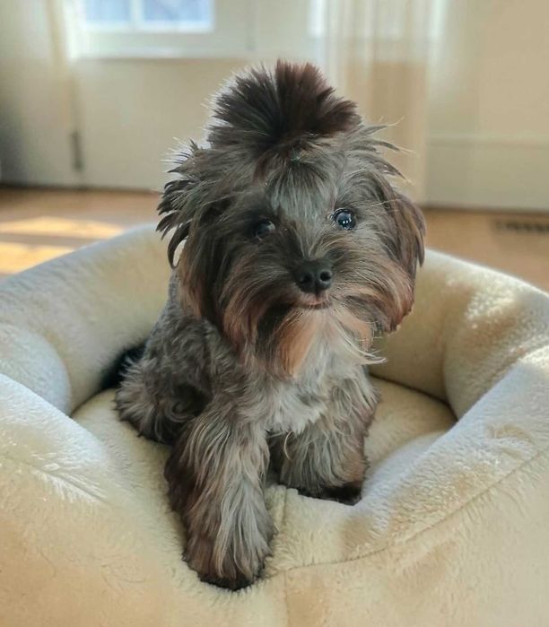 Yorkshire terrier Chłopczyk Natan