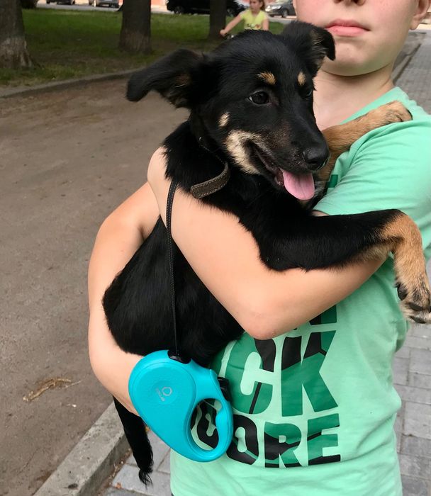 Цуценя безкоштовно