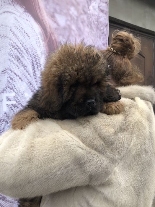 Тибетский мастиф