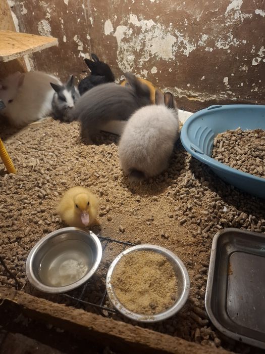 Coelho anão holandês