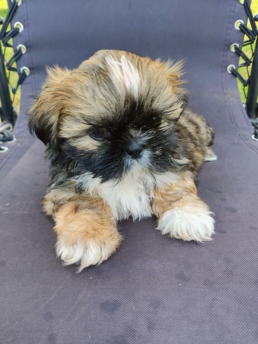 Shih Tzu dziewczynka